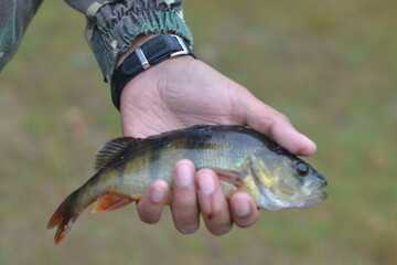Fishing on a forest lake, fishing, fish in hand, fish in a bucket of water
