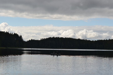 beautiful landscape of a lake in the forest