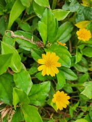 Yellow flower close-up on green leaves
