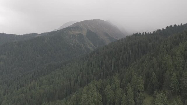 Aerial view of Fairy Forest in Pulga, Parvati Valley, Himachal Pradesh on an autumn evening, showing dense pine and deodar trees with rocky mountain peaks in the background and clouds drifting over 