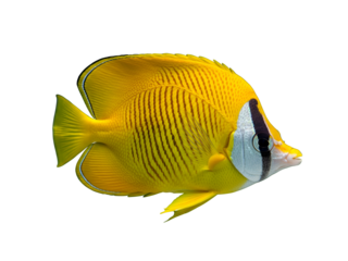 Vibrant yellow butterflyfish with striking black and white markings, isolated on a clean white background