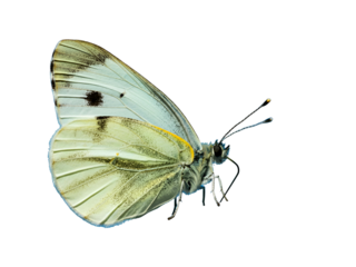Close-up of a delicate white butterfly with black markings on its wings, captured in flight against a clean, isolated backdrop