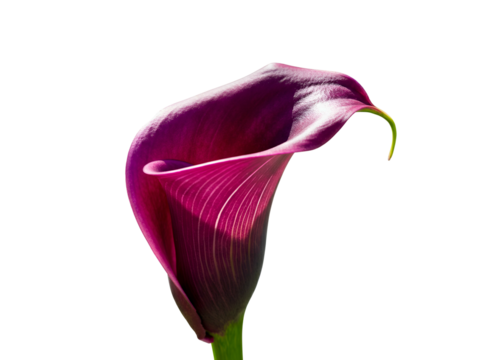 A single beautiful deep purple calla lily flower showing its delicate curves and rich color, captured in isolation on a pristine white backdrop