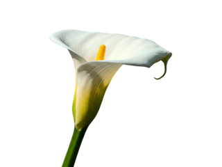 Elegant White Calla Lily Flower Bloom with Yellow Stamen, Isolated on a Clean White Background, Capturing its Natural Beauty
