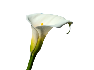 Elegant white Calla Lily flower with a vibrant yellow spadix, prominently displayed and beautifully isolated against a pristine, clear white background