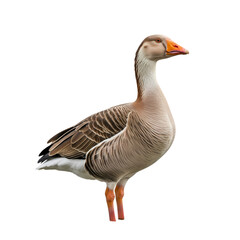 Obraz premium Majestic goose standing proud in profile view