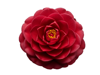A stunning top-down view of a vibrant red Camellia japonica flower in full bloom, meticulously isolated on a clean white background