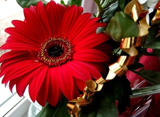 A red gerbera flower with golden ribbon.