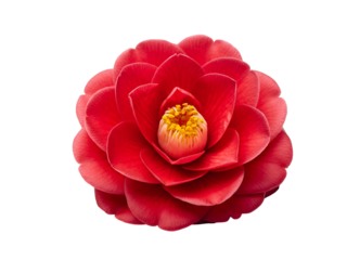 Vibrant Red Camellia Japonica Flower Isolated on White Background for Elegant Design