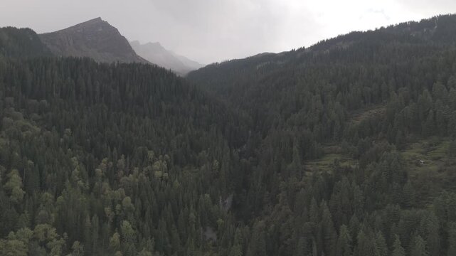 Aerial view of Fairy Forest in Pulga, Parvati Valley, Himachal Pradesh on an autumn evening, showing dense pine and deodar trees with rocky mountain peaks in the background and clouds drifting over 