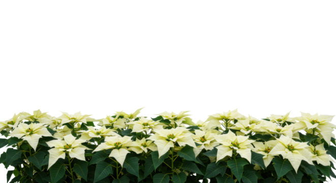 Numerous vibrant white poinsettia plants with bright white bracts and dark green foliage, arranged in a lush horizontal border against a transparent studio background with copy space, concept of
