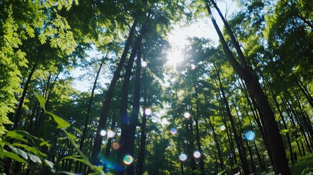 forest canopy of tall tree and broad leaf. sunlight filters down into dense understory. single sunbeam and bright flare scatter across green plant. leaf layer creates layered canopy texture.