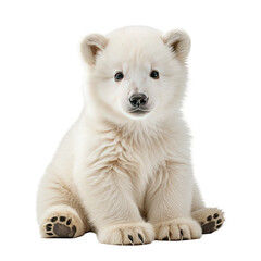 Cute polar bear cub sitting, looking directly at viewer. isolated
