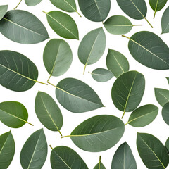 Eucalyptus leaves. Green foliage arranged against a dark background