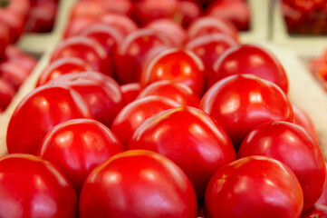 A vegetable store with lots of tomatoes at the market, close-up photo. Large red tomatoes.