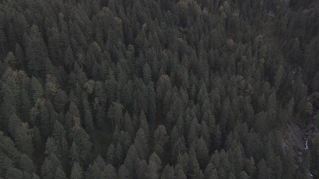 Top-down aerial view of Fairy Forest in Pulga, Parvati Valley, Himachal Pradesh, showing dense pine and deodar trees with a clear stream cutting through the autumn landscape and rocky peaks beyond.