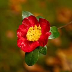 Yuletide Camellia in full bloom