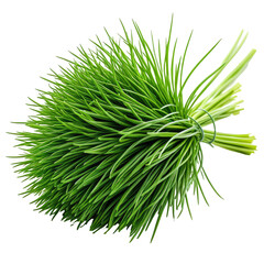 Bunch of green chives tied together,isolated on a black background