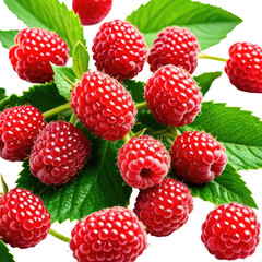 Lush red raspberries scattered with green leaves on a black background