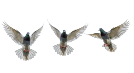 Three adult iridescent doves with shimmering green, purple, white feathers, elegant wide wings, captured in dynamic flight against a transparent studio background with copy space, concept of peace and