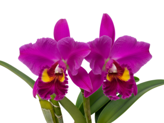 Stunning pair of vibrant magenta Cattleya orchid flowers in full bloom with yellow details, isolated on a clean clear white background