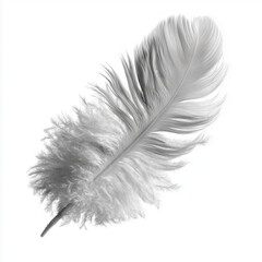 Soft white feather macro
