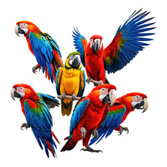 Obraz premium Colorful parrots are perched closely, a vibrant avian gathering