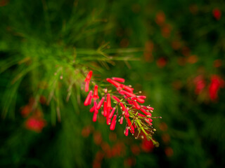Fototapeta premium Red Russelia Equisetiformis Firecracker Plant Tubular Flowers Blooming on Green Background Bokeh