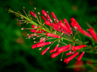 Fototapeta premium Red Russelia Equisetiformis Firecracker Plant Tubular Flowers Blooming on Green Background Bokeh