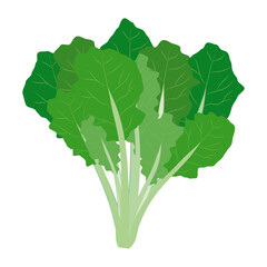 ほうれん草のイラスト　葉物野菜のイラスト素材