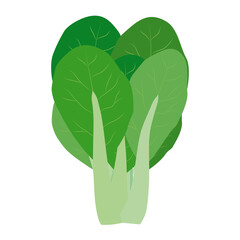 青梗菜　葉物野菜のイラスト素材