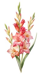 Fototapeta premium Watercolor illustration of vibrant pink and red gladiolus flowers on white.