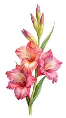 Vibrant watercolor gladiolus flowers with buds and green leaves on white