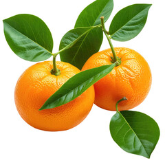 Two oranges with green leaves and stems on a black background