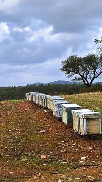El mundo de las abejas