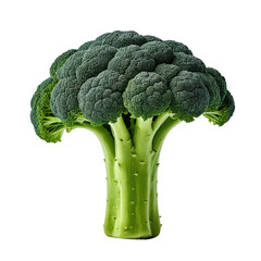 Fresh green broccoli florets with a thick, edible stem. Healthy vegetable