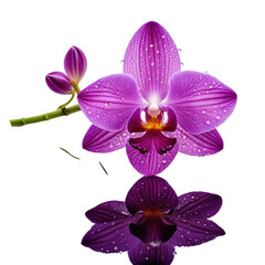 Fototapeta premium Orchid's bloom reflected in water droplets and shining backdrop