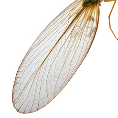 Close-up of an insect wing showing delicate veins on a black background