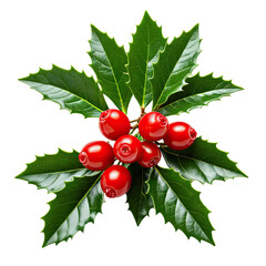 Festive holly with vivid green leaves and bright red berries