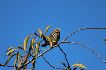 song sparrow standing on a branch 