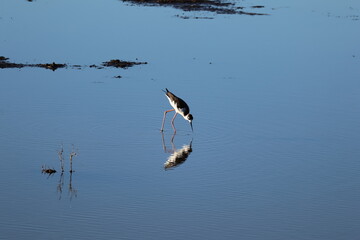 black-necked stilt on the shore 