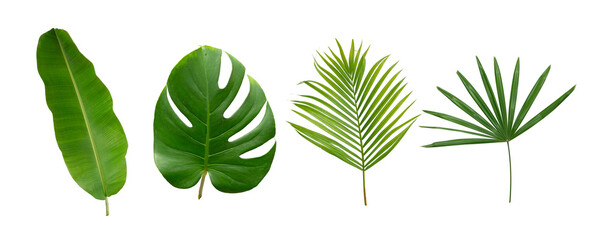 Banana, palm and monstera green leaf tropical plant isolated on white background.