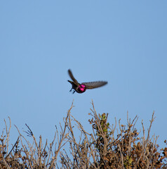 Male Anna's hummingbird with red neck flying 