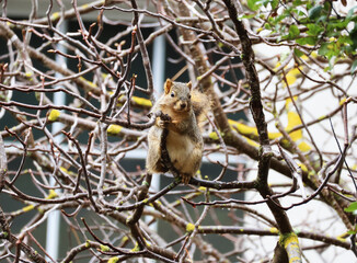 fox squirrel holding on a branch 