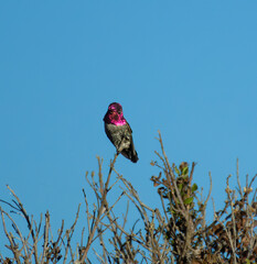 Male Anna's hummingbird with red neck 