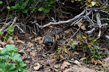 spotted towhee eating insects