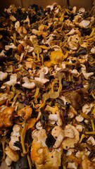 Une belle cueillette de petits champignons d'automne (trompettes, girolles, petits violets, pieds de mouton, chanterelles en tube)