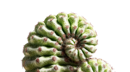 Unique cactus with spiral growth pattern, background isolated on a Transparent background, PNG file.