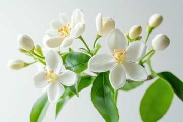 A vibrant bouquet of white flowers with yellow centers, arranged in a loose, natural style.