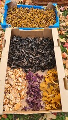 Une superbe cueillette de petits champignons d'automne (trompettes de la mort, girolles, petits violets, pieds de mouton, chanterelles en tube)